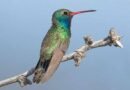Colibrí