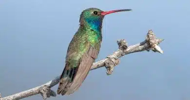 Colibrí