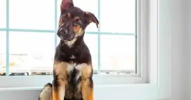 Los animales predicen desastres naturales Predicen