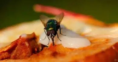 mosca