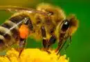 Abejas