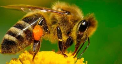 Abejas