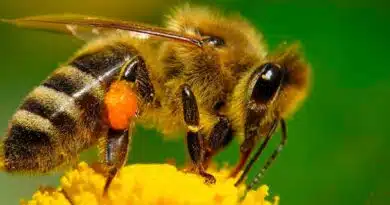 Abejas ¿Sabes cómo podemos ayudar a salvarlas? Abejas
