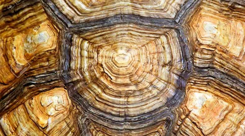 Caparazón Caparazón