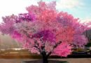 árbol Frankenstein