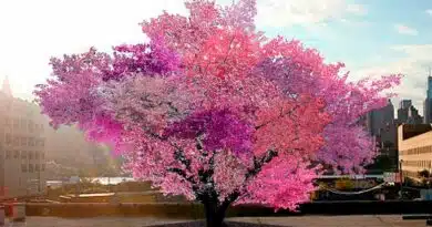 El increíble árbol Frankenstein, produce 40 frutas distintas árbol Frankenstein