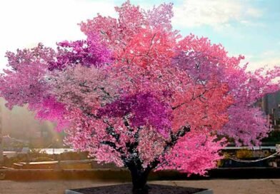 árbol Frankenstein