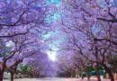 Jacarandas