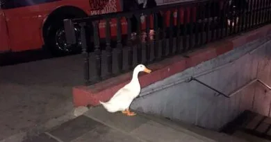 Pato