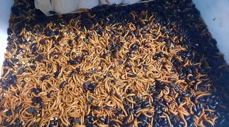 Insecticultura