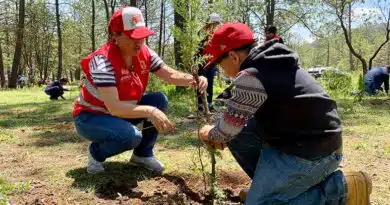 Reforestando