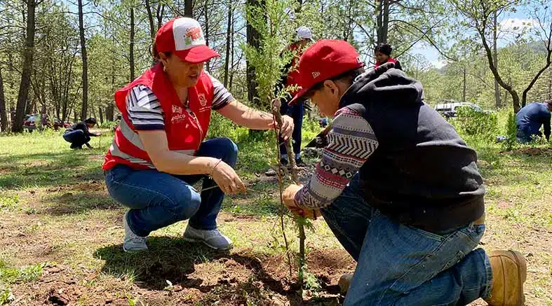 René Mejía continúa reforestando a Amealco 1 Reforestando