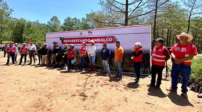 reforestando reforestando