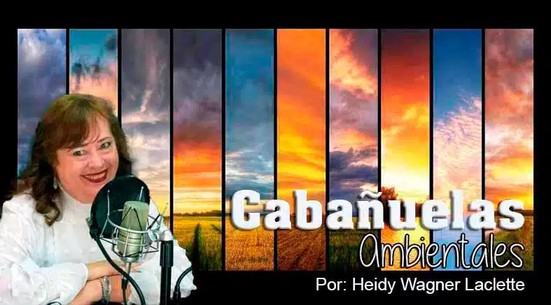 Tillandsia recurvata, plaga y alimento para caprinos 1 Tillandsia