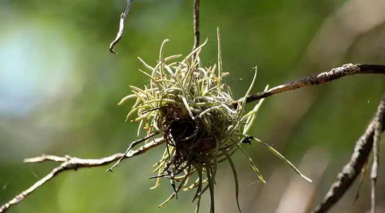 Tillandsia Tillandsia