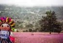 Amealco