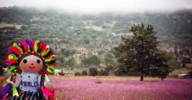 Amealco, un lugar ideal para disfrutar el bosque queretano Amealco
