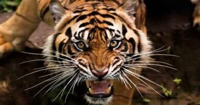 “El bigote del tigre” El bigote
