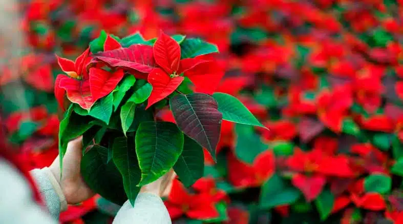 Flor de nochebuena
