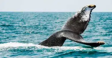 El destino perfecto para el avistamiento de ballenas en 2026 paradisíaco