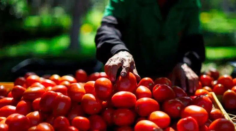 EUA impondrá arancel del 20.91% a tomates mexicanos 1 EUA