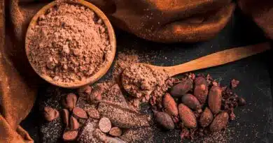 El cacao