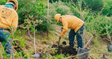 reforestar