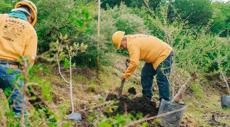reforestar