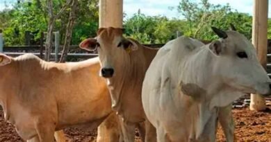 Yucatán suma 82 nuevos casos de gusano barrenador en ganado 2 Yucatán