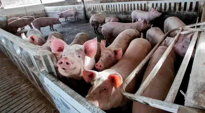 Peste porcina Peste porcina