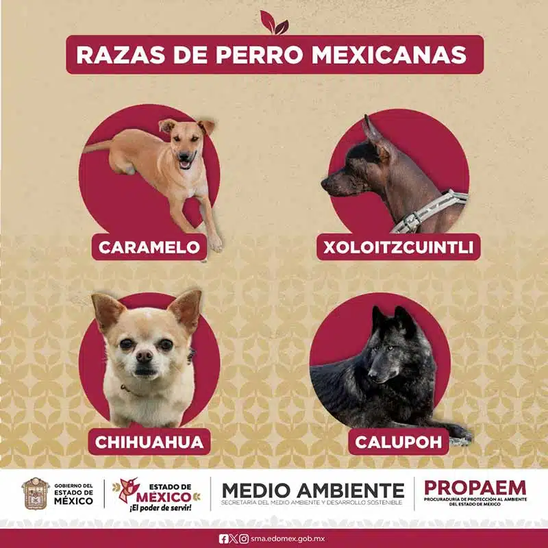perro Caramelo