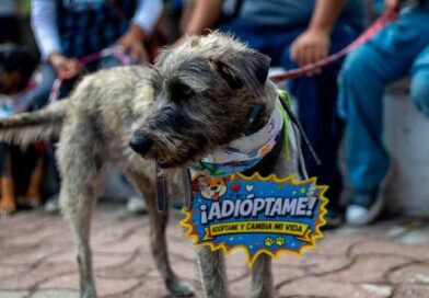 Patitas