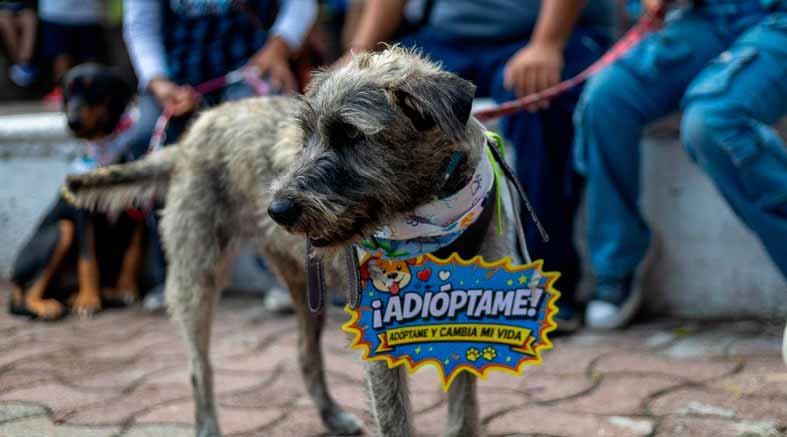 Patitas
