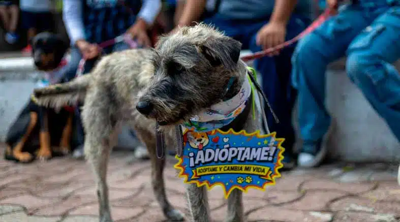 Patitas