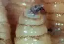 Suman