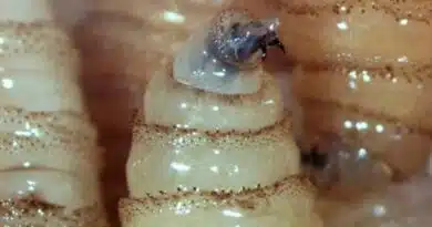 Suman