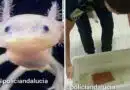 Recuperan