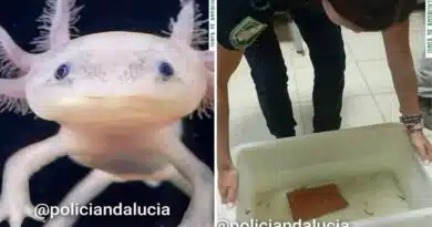 Recuperan