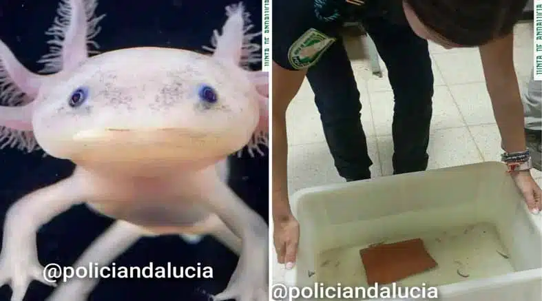 Recuperan en Granada 29 ajolotes mexicanos, vendidos de manera ilegal 1 Recuperan
