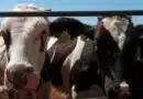 exportación