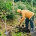 reforestar