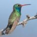 Colibrí