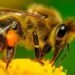 Abejas